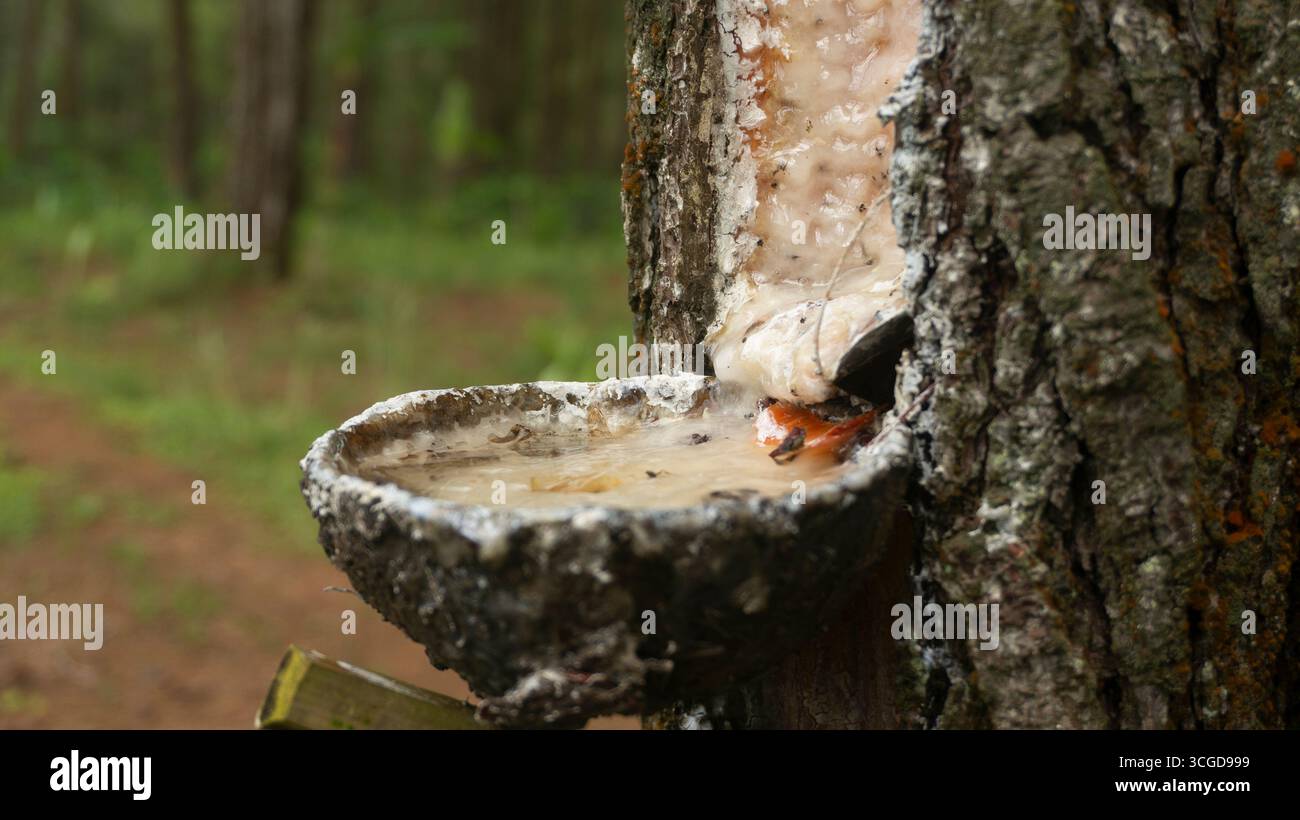 Nahaufnahme eines milchig weißen saftes oder Harzes, der in eine rustikale Auffangschale tropft, die an einem Kiefernstamm befestigt ist, und zeigt den natürlichen Prozess des Harzhahns Stockfoto