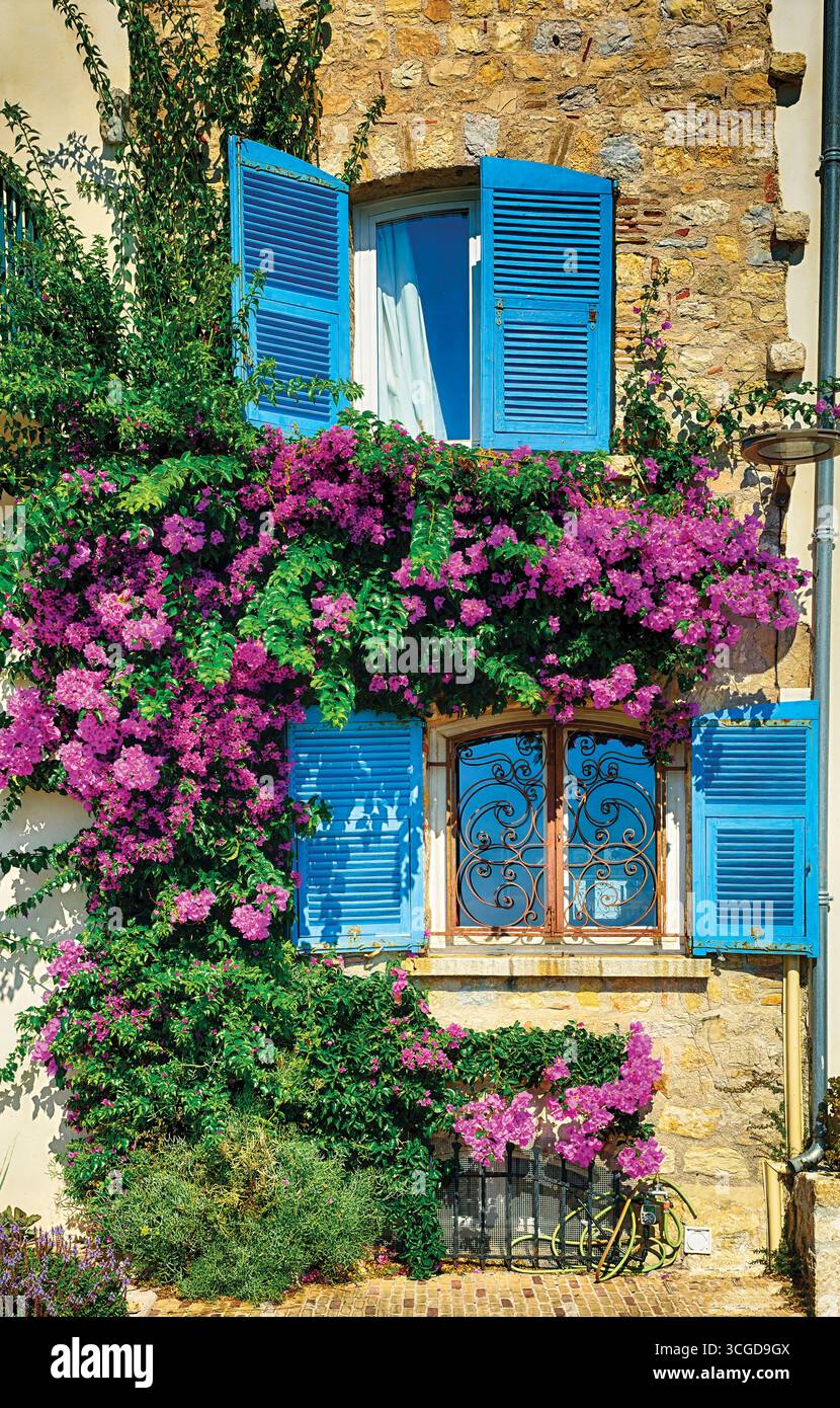Nahansicht eines alten Hauses mit blauen Fensterläden und blühenden Blumen, Antibes, Cote d'Azur, Alpes Maritimes, Frankreich Stockfoto