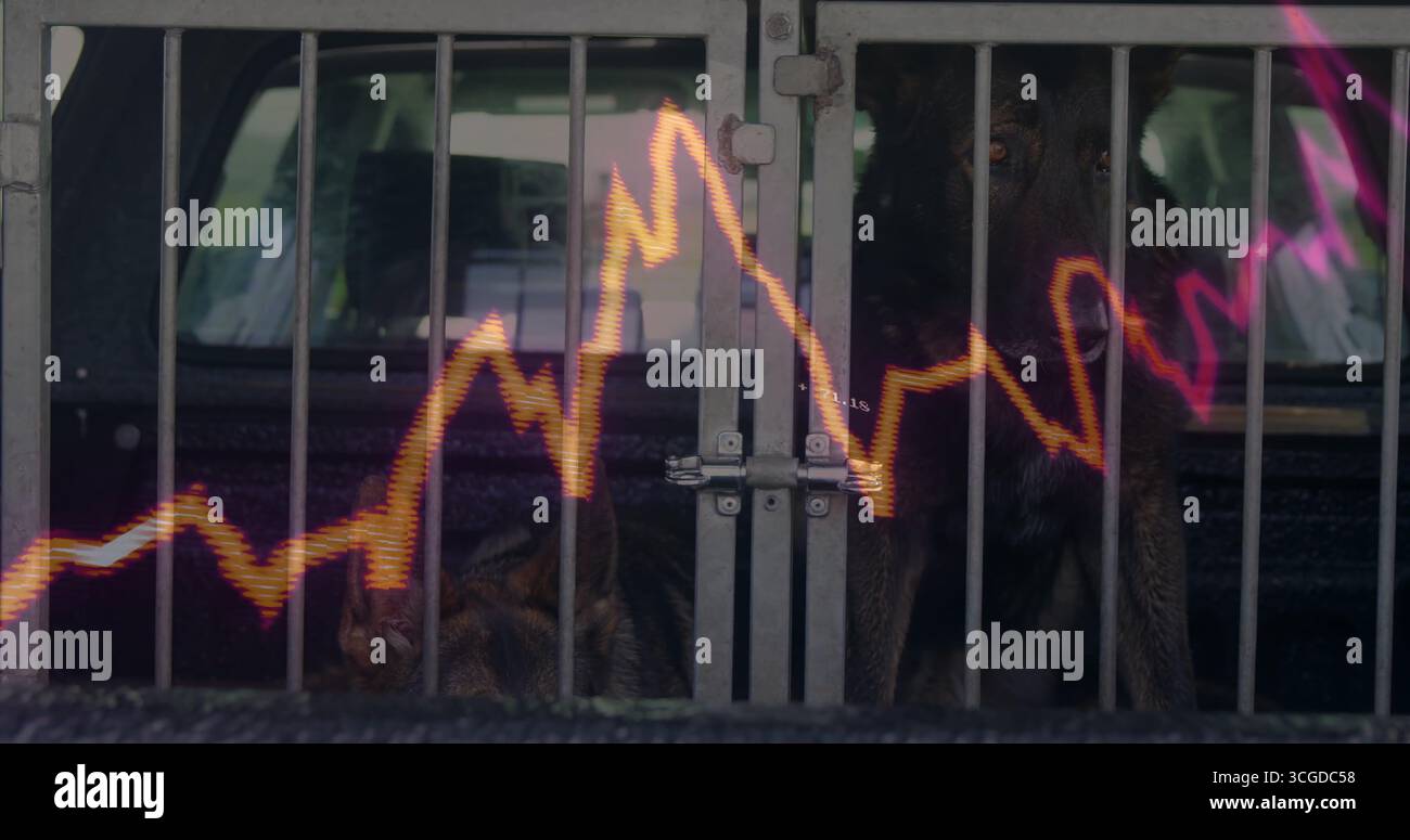 Zwei Deutsche Schäferhunde, die in einer Metallkiste im Frachtbereich liegen, mit Neonlinien-Diagramm Stockfoto