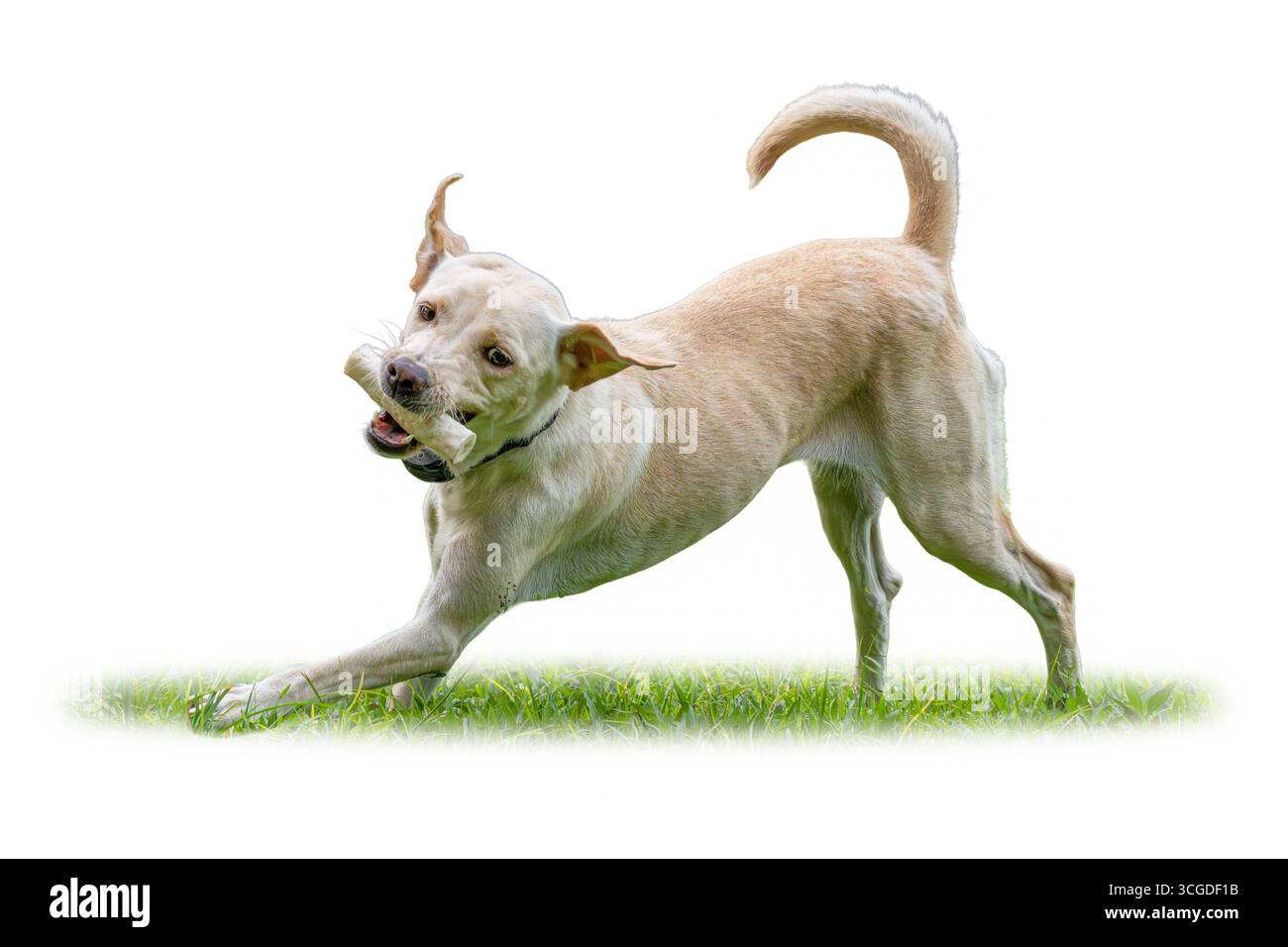 Der energische Labrador Retriever genießt die Spielzeit im Freien, hält einen Kauknochen, während er mit einem fröhlichen und lebendigen Ausdruck über grünes Gras läuft Stockfoto