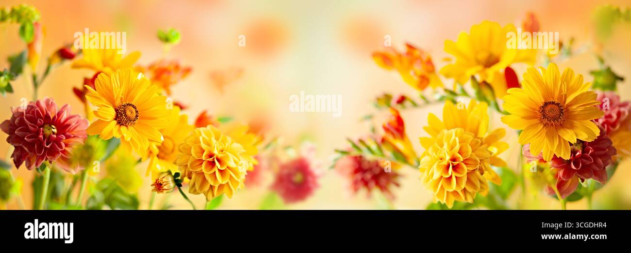 Nahaufnahme blühender gelber und roter Blumen in einem bunten Garten, die in warmem, sanftem Licht leuchten. Stockfoto
