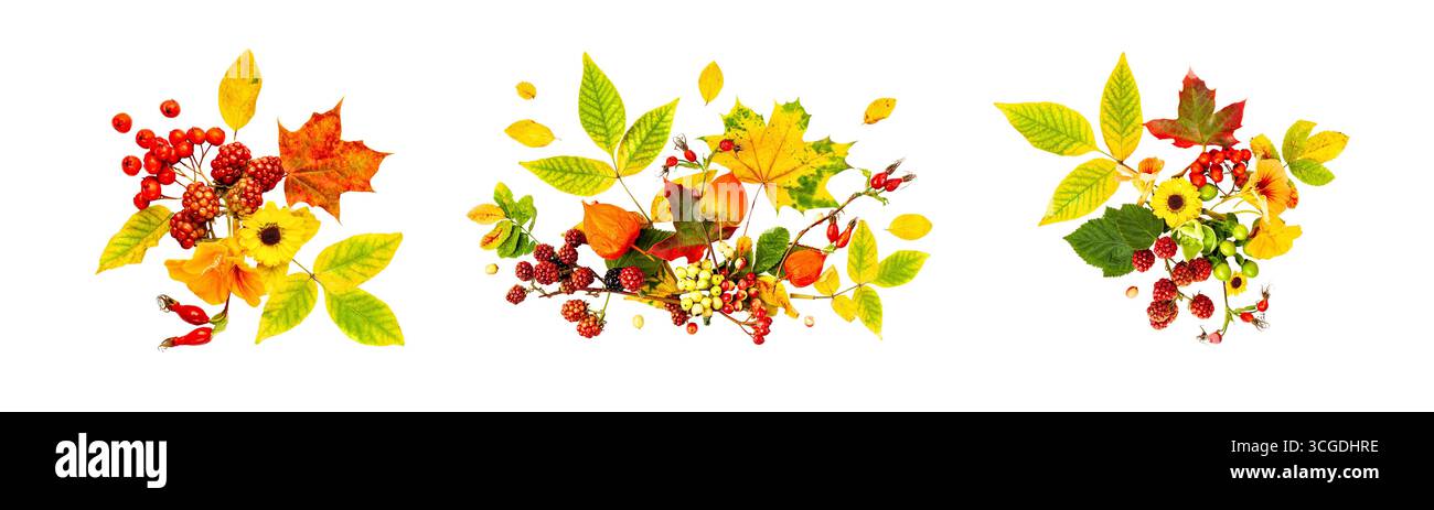 Set von Herbstblumen- und Blattarrangements auf weißem Hintergrund Stockfoto