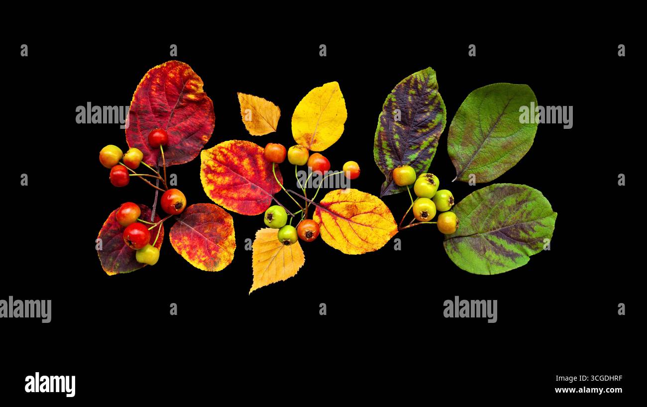 Herbstblätter und Beeren auf schwarzem Hintergrund Stockfoto