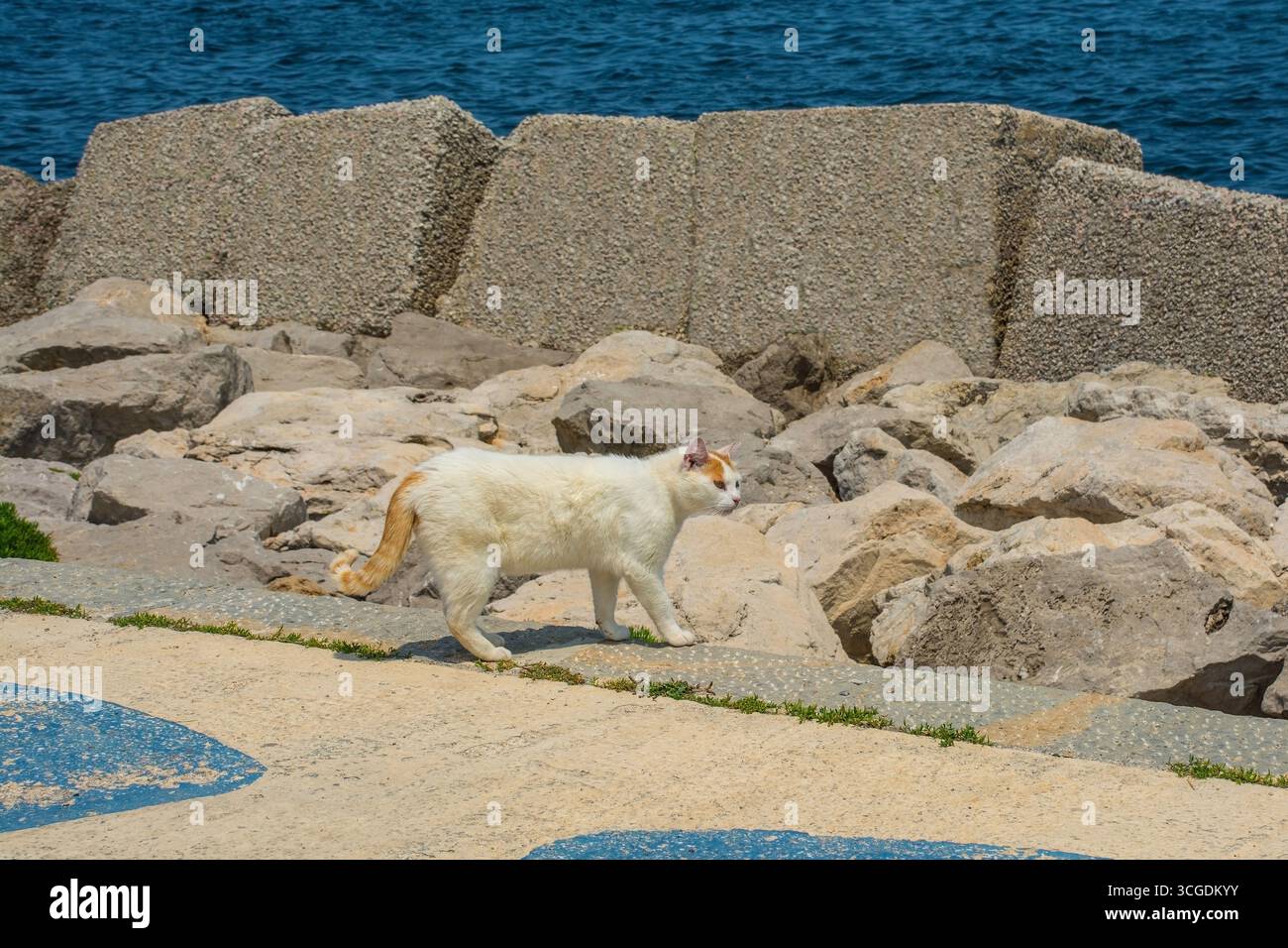Eine Ginger-weiße Straßenkatze spaziert entlang der Esplanade, Teil des Foro Italico im Kalsa-Viertel von Palermo, Sizilien, Italien Stockfoto