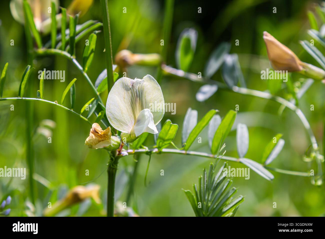 Die feinblättrige Wicke zeigt zarte weiße und gelbe Blüten inmitten von leuchtend grünem Laub, das im Frühling in einer sonnigen natürlichen Umgebung gedeiht. Stockfoto