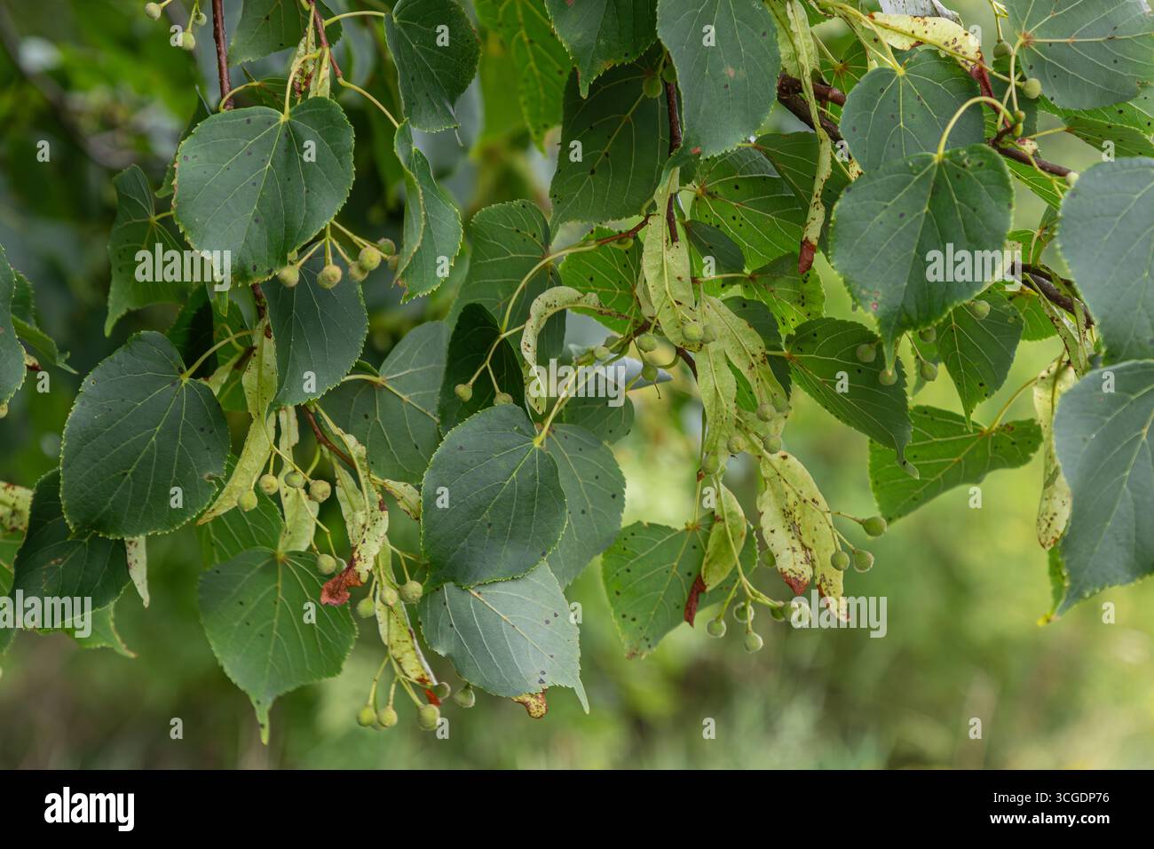 Grüne Blätter von Tilia cordata hängen an Ästen, die mit kleinen Obstgruppen geschmückt sind, die die Vitalität des Baumes in einer ruhigen Umgebung im Freien veranschaulichen. Stockfoto