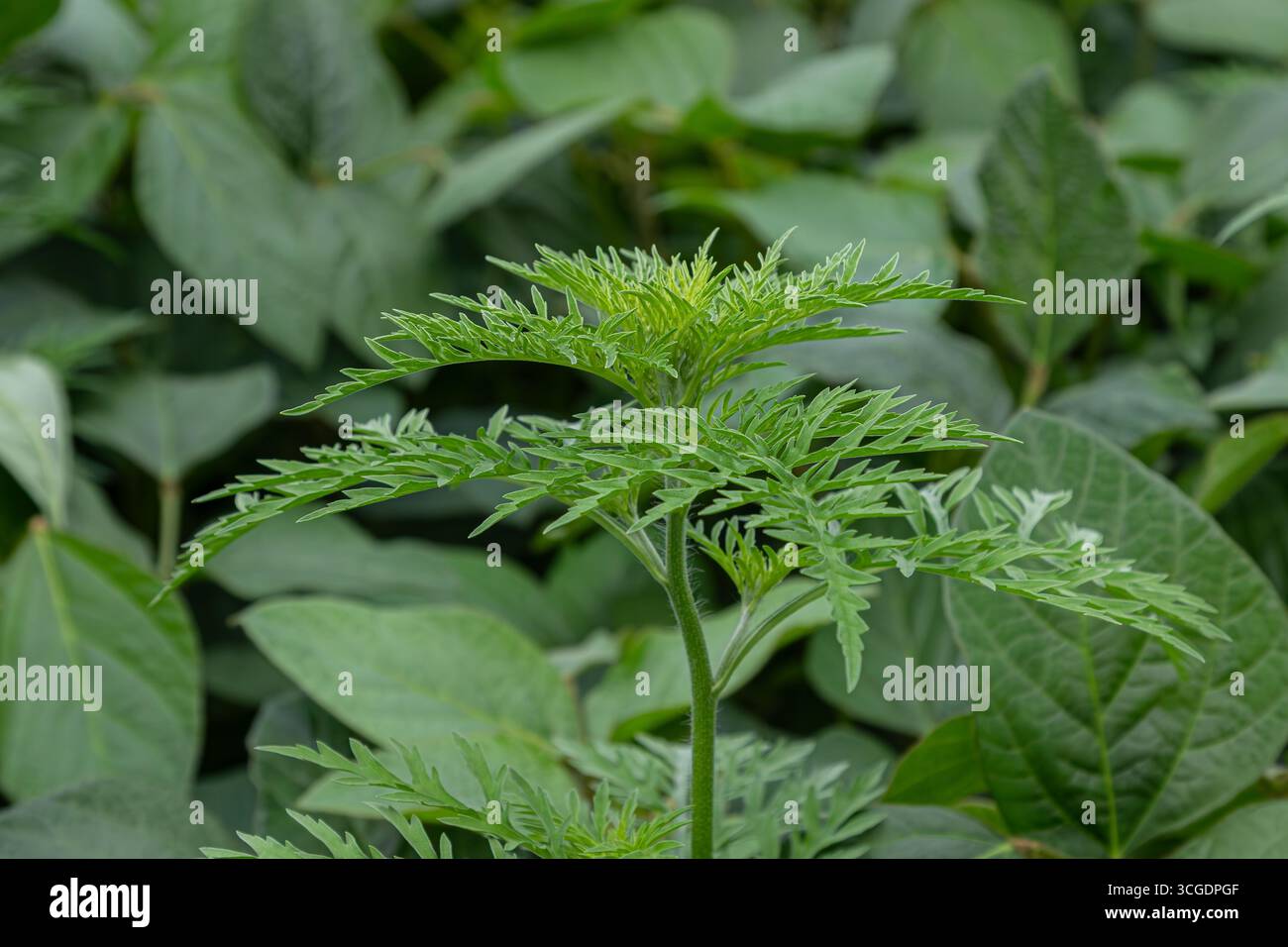 Gemeiner Ragweed lebt in einer dichten grünen Landschaft, die sich durch zerklüftete Blätter und leuchtende grüne Farbe auszeichnet, die oft auf Feldern und in gestörten Gebieten zu sehen ist. Stockfoto