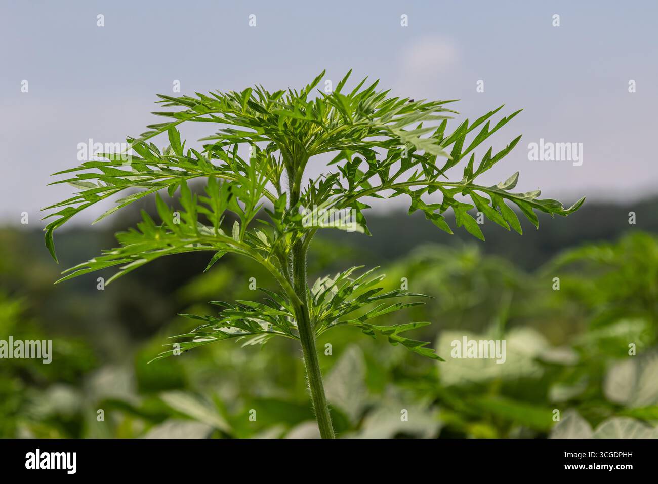 Ragweed, bekannt für seine fein geteilten Blätter, gedeiht im ländlichen Raum unter hellem Himmel, der sein charakteristisches grünes Laub während des G zeigt Stockfoto