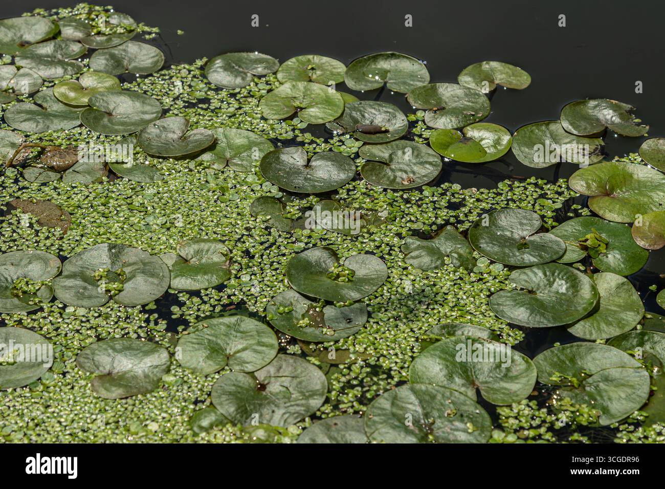 Hydrocharis morsus-ranae, auch bekannt als Frogbit, bedeckt einen stillen Wasserkörper mit seinen abgerundeten grünen Blättern, die Lebensraum für Wassertiere und Enha bieten Stockfoto