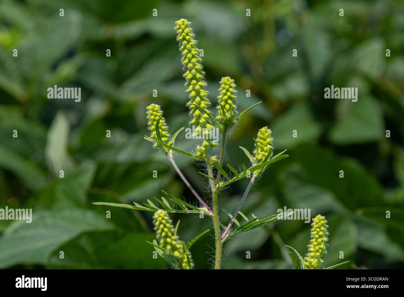 Ragweed zeigt seine charakteristischen gelben Blüten vor einer lebendigen grünen Kulisse, die in der Spätsommersaison in einem natürlichen Lebensraum gedeiht. Stockfoto