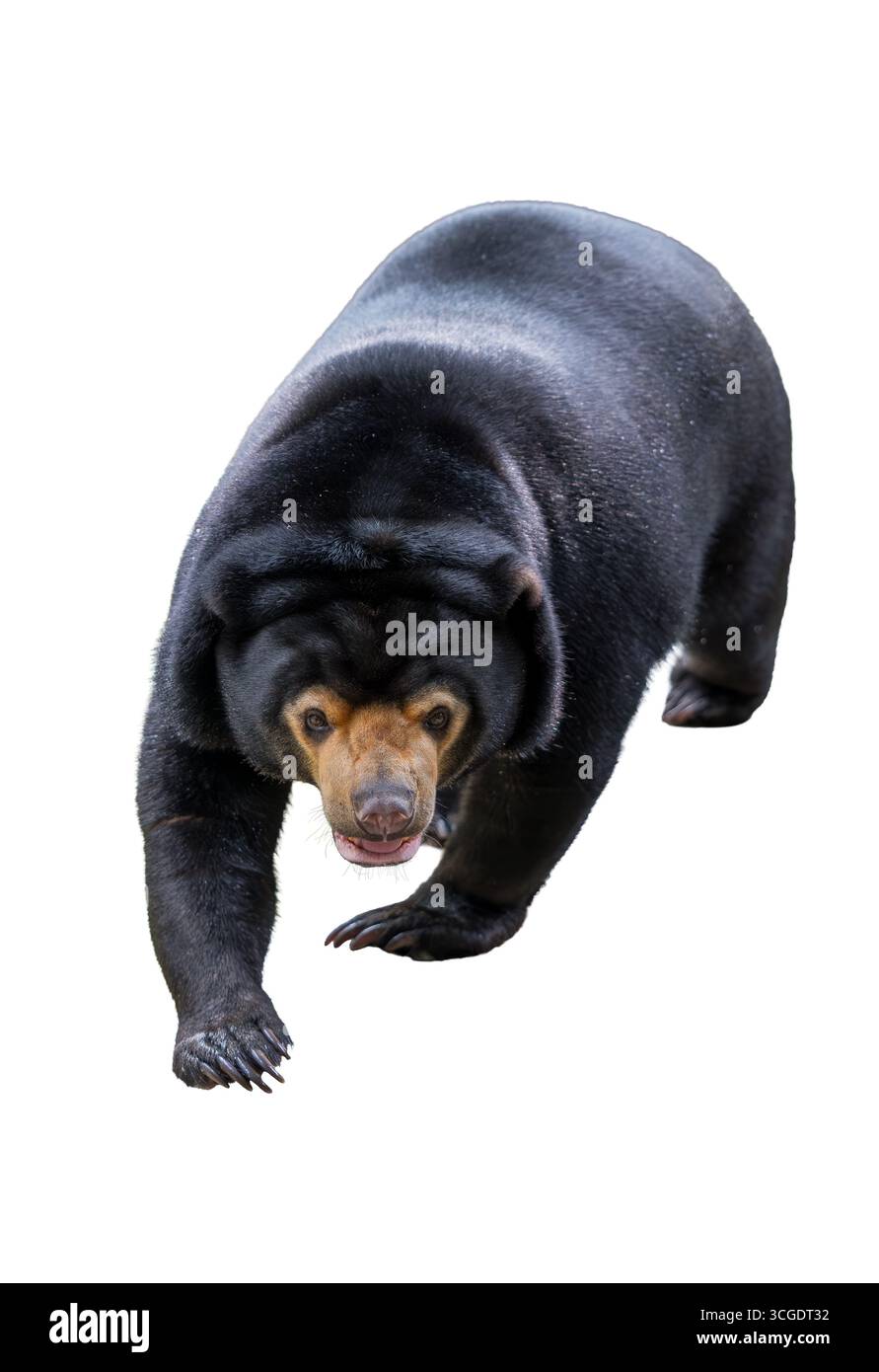 Nahaufnahme eines malayischen Sonnenbären, der sich selbstbewusst auf weißem Hintergrund bewegt und sein glänzendes schwarzes Fell, seine starken Krallen und seine markanten Gesichtszüge zeigt. Stockfoto