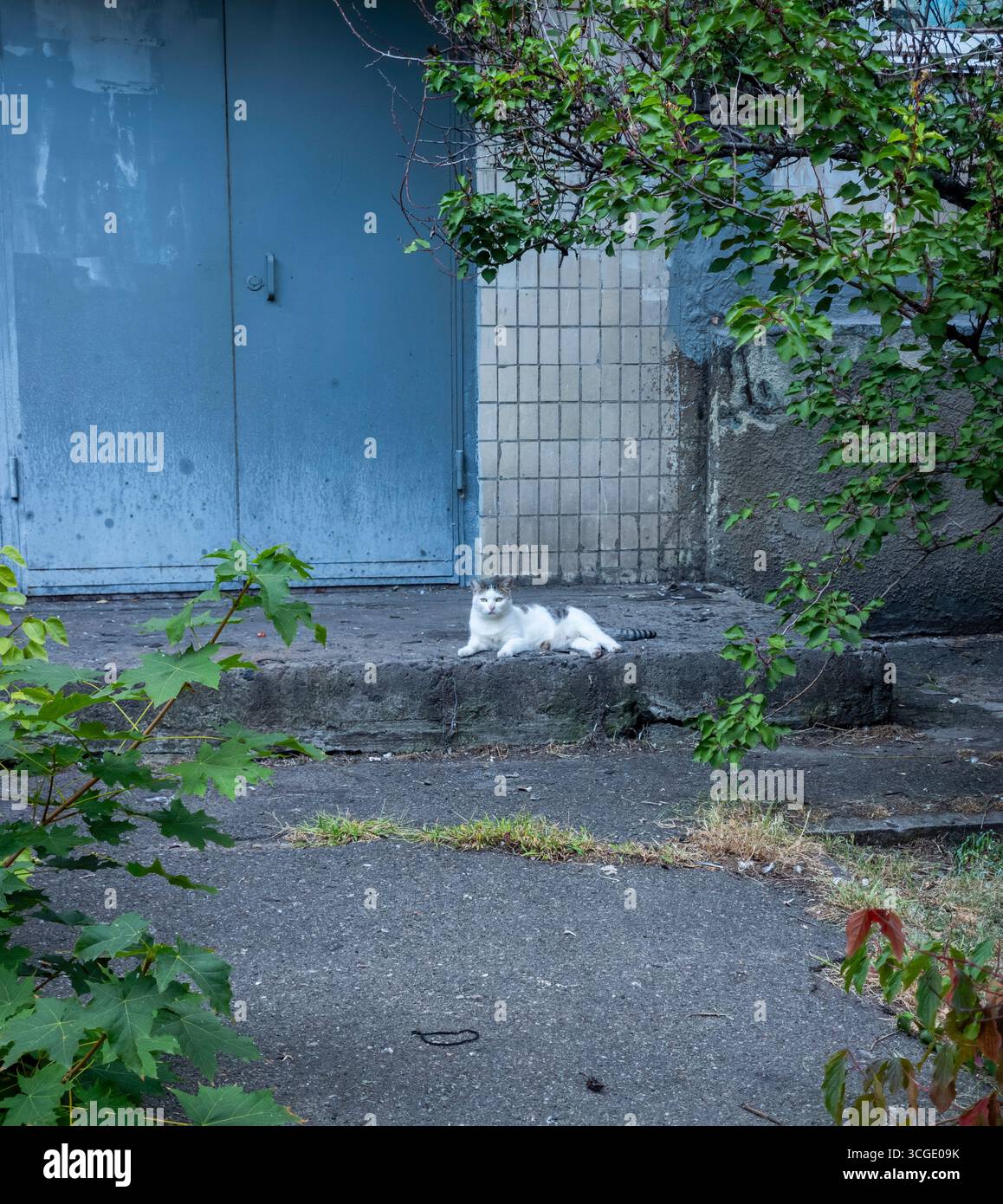 Weiße Katze mit grauen Streifen, die auf einer Betonstufe vor einer hellblauen Industrietür liegt, umgeben von grüner Vegetation, und einen Moment der ruhe genießt Stockfoto