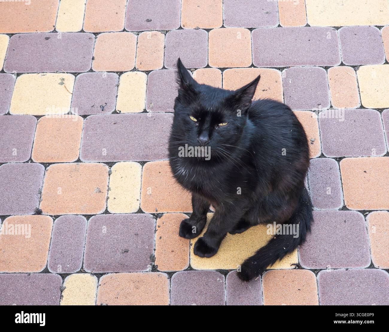 Dunkelfarbene Katze mit durchdringenden gelben Augen auf einer mehrfarbigen Steinoberfläche, die einen auffälligen Kontrast zwischen elegantem schwarzem Fell und lebendigem Fell hervorhebt Stockfoto