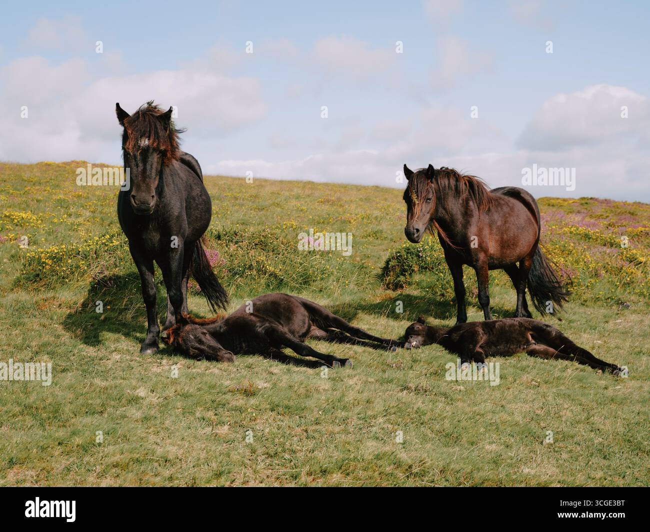 Darmoor Ponys Stuten und Fohlen in der Sommerlandschaft von Dartmoor Devon England UK Stockfoto
