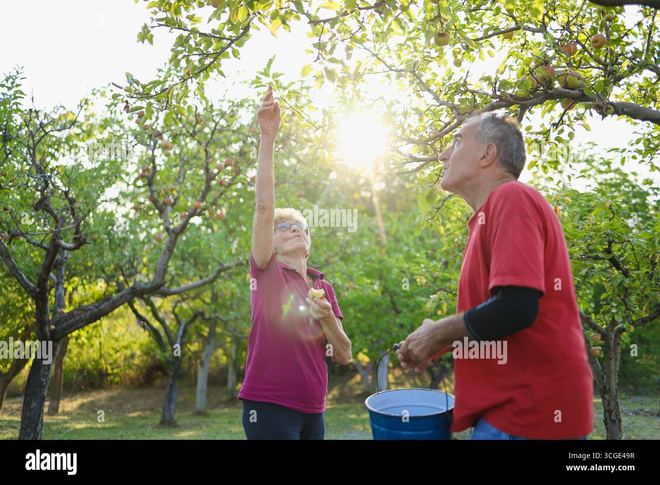 Ein Foto von älteren Äpfeln im Obstgarten, mit Sonnenlicht, das durch Bäume filtert. Während man hinhält, um Apfel in den Eimer unten zu fangen. Stockfoto