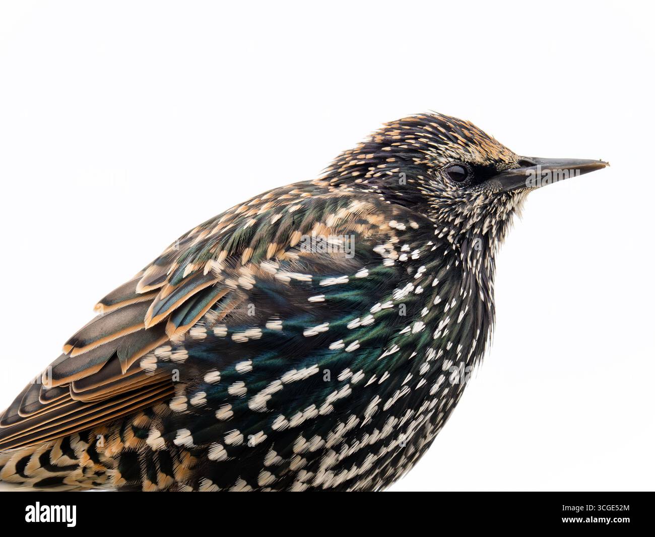 Eine Nahaufnahme eines gewöhnlichen Starlings, Sturnus vulgaris, der sein buntes Gefieder in Seehäusern in northumberland, Großbritannien zeigt. Stockfoto