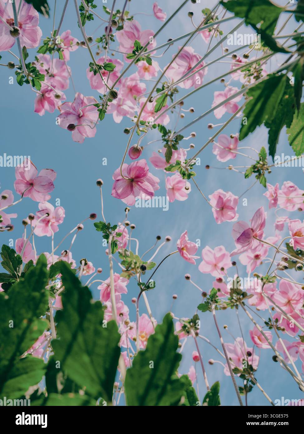 Bell Tree Pink Dahlia Gartenblumen, die vor einem blauen Himmel wachsen - wachsende Sommer Sommer Blumen Flora Hintergrund - einzelne Blume Dahlien Dahlien Stockfoto
