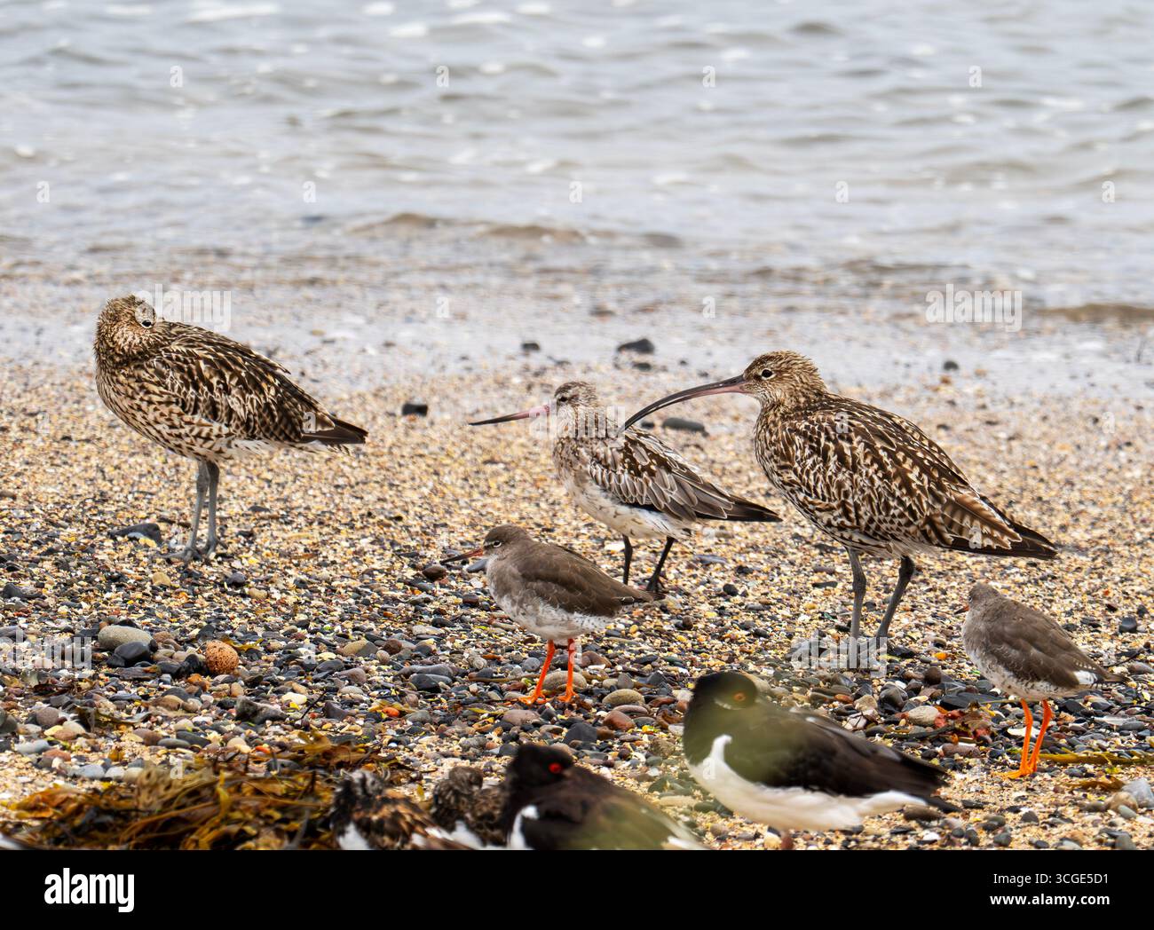 A Bar Tail Godwit, Limosa lapponica, Common Redshank, Tringa totanus und Euarasian Curlew, Numenius arquata am Strand in Seahouses, Northumberlan Stockfoto