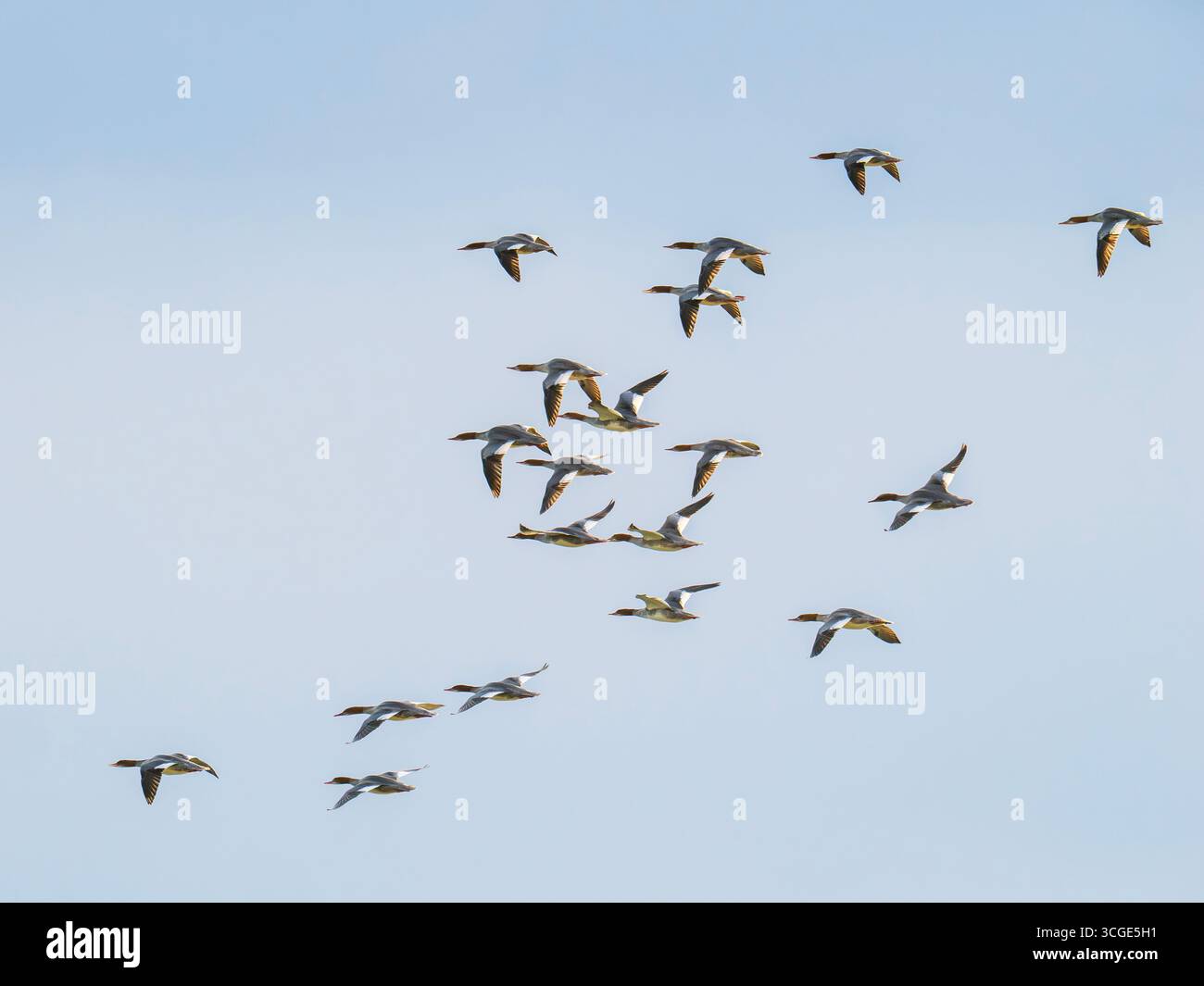 Eine Schar weiblicher Goosander, Mergus Merganser, die vor Beadnell, Northumberland, Großbritannien, fliegen. Stockfoto