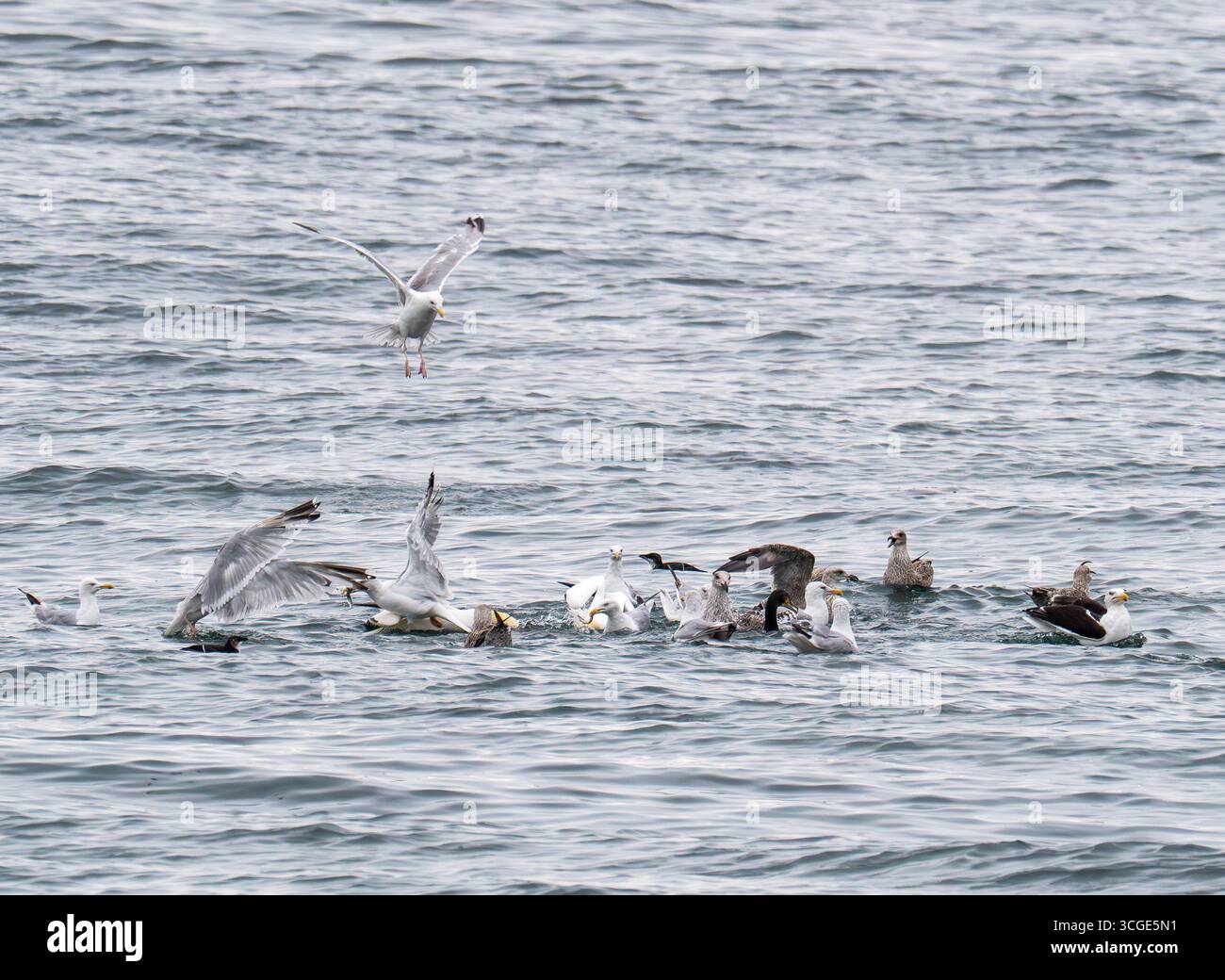 Ein Futterrausch von Seevögeln, die sich an einem Fischschwarm an der Oberfläche von Beadnell, Northumberland, Großbritannien, ernähren. Stockfoto