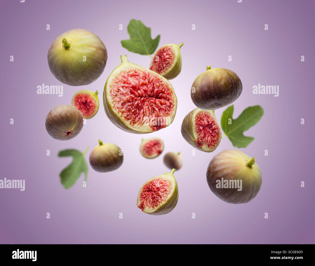 Frische, reife Feigen ganz und in Scheiben geschnitten mit Blättern, die auf violetten Hintergrund fallen. Stockfoto