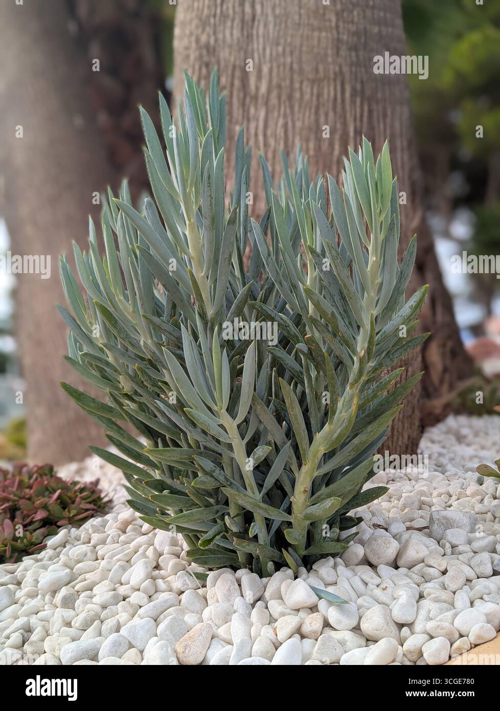 Silbergrüne Sukkulenten wachsen zwischen dekorativen Steinen an der Basis eines Baumstamms - Smartphone-aufgenommenes Stockfoto