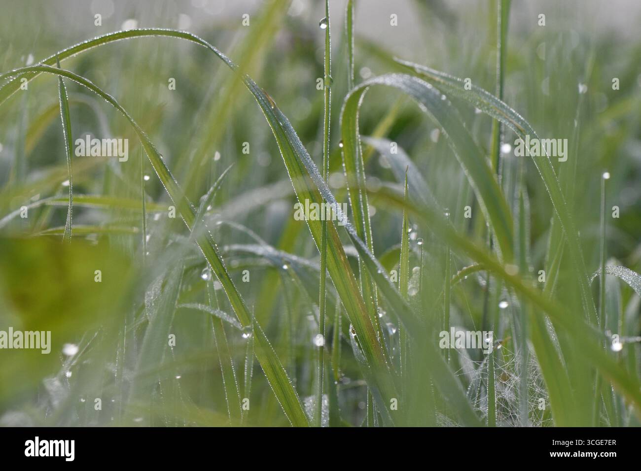 Frische grüne Grasklingen bedeckt mit Morgentaupfchen, Nahaufnahme Naturhintergrund in sanftem Sonnenlicht. Stockfoto