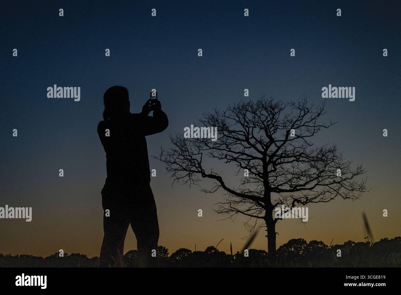 Aktive Frau, die mit ihrem Smartphone ein Foto von einem schönen Baum bei macht Stockfoto