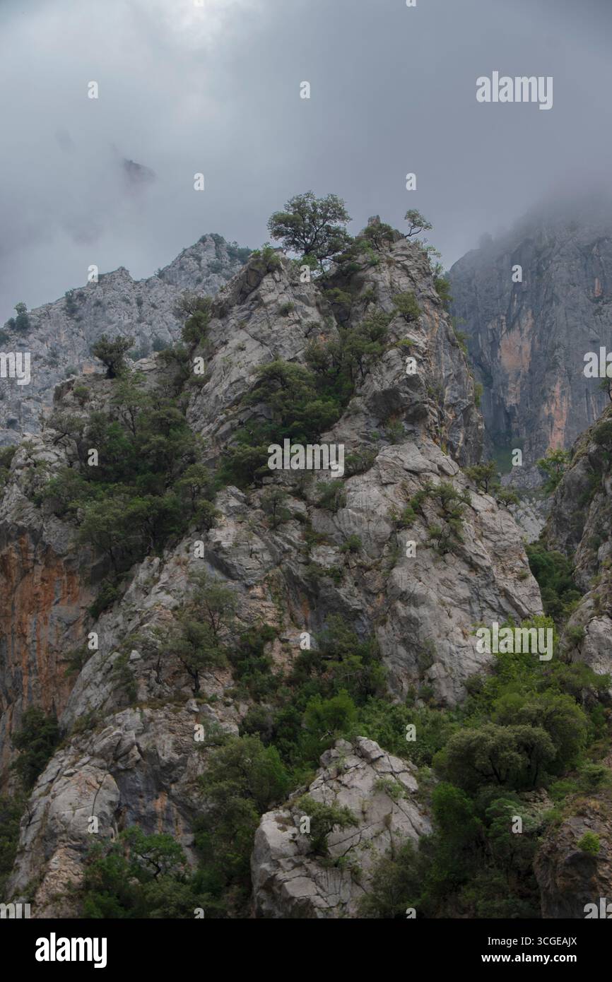 Montañas cubiertas de árboles y rocas entre la niebla en los Picos de Europa. Paisaje Natural Dramático y salvaje. Stockfoto