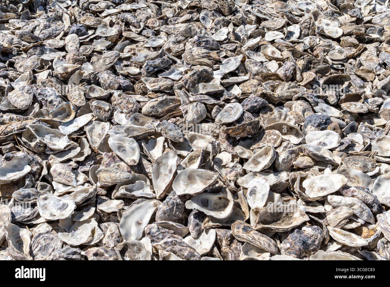 Ein riesiger Haufen leerer Austernschalen, die auf Austernbeeten im Meer recycelt werden, um neue Austern zu bilden. Stockfoto