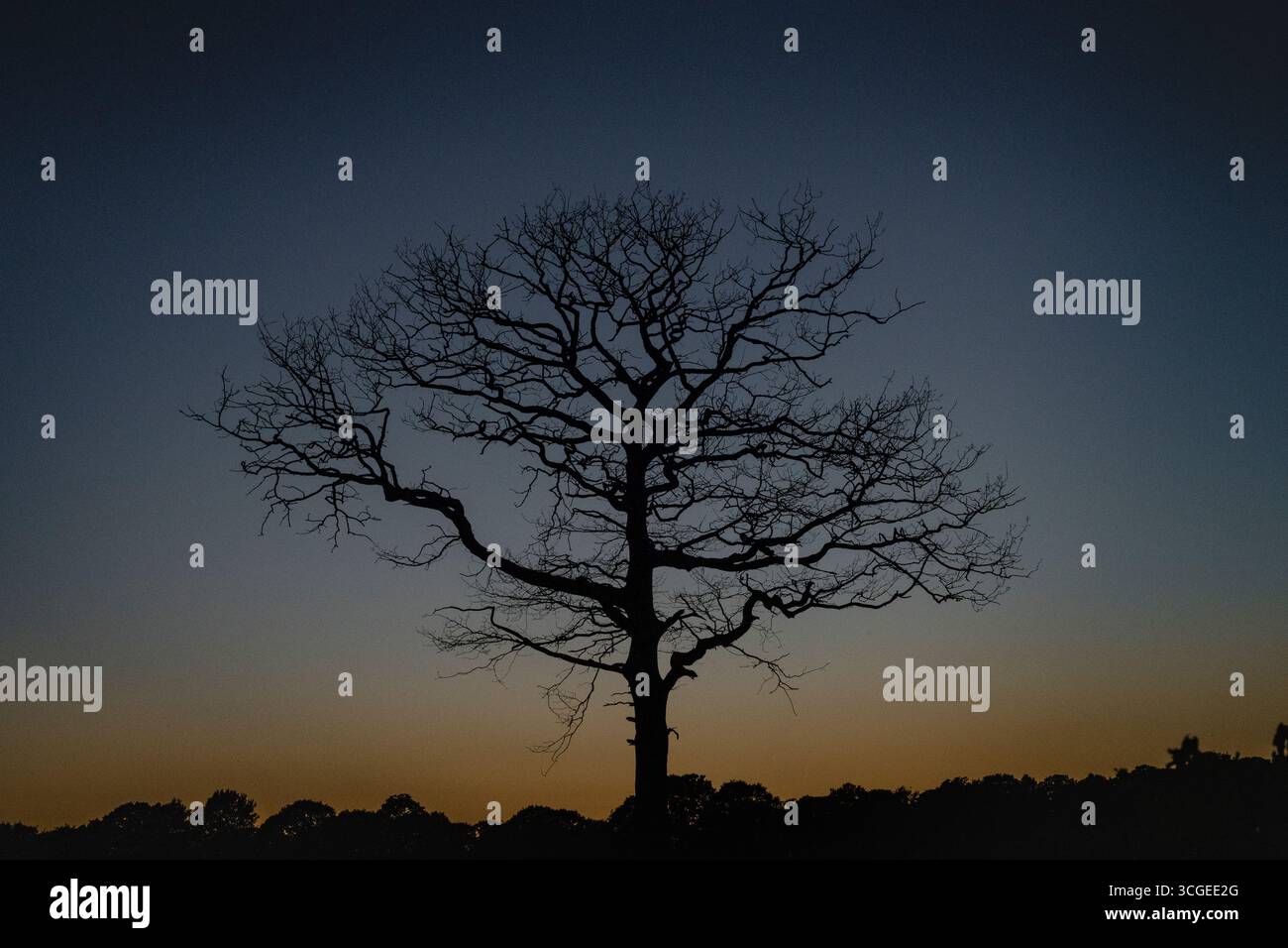 Rusper, West Sussex, England, Großbritannien. Eine Eiche im Frühling, Silhouette vor Sonnenuntergang Stockfoto