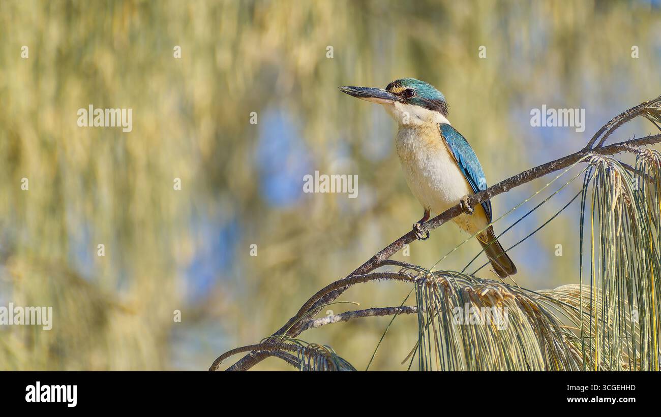 Heiliger eisvogel (Todiramphus sanctus), der auf Kasuarinazweig in der Morgensonne und am blauen Himmel an der Cainrs Esplanade am Ufer Queensland Australien thront Stockfoto