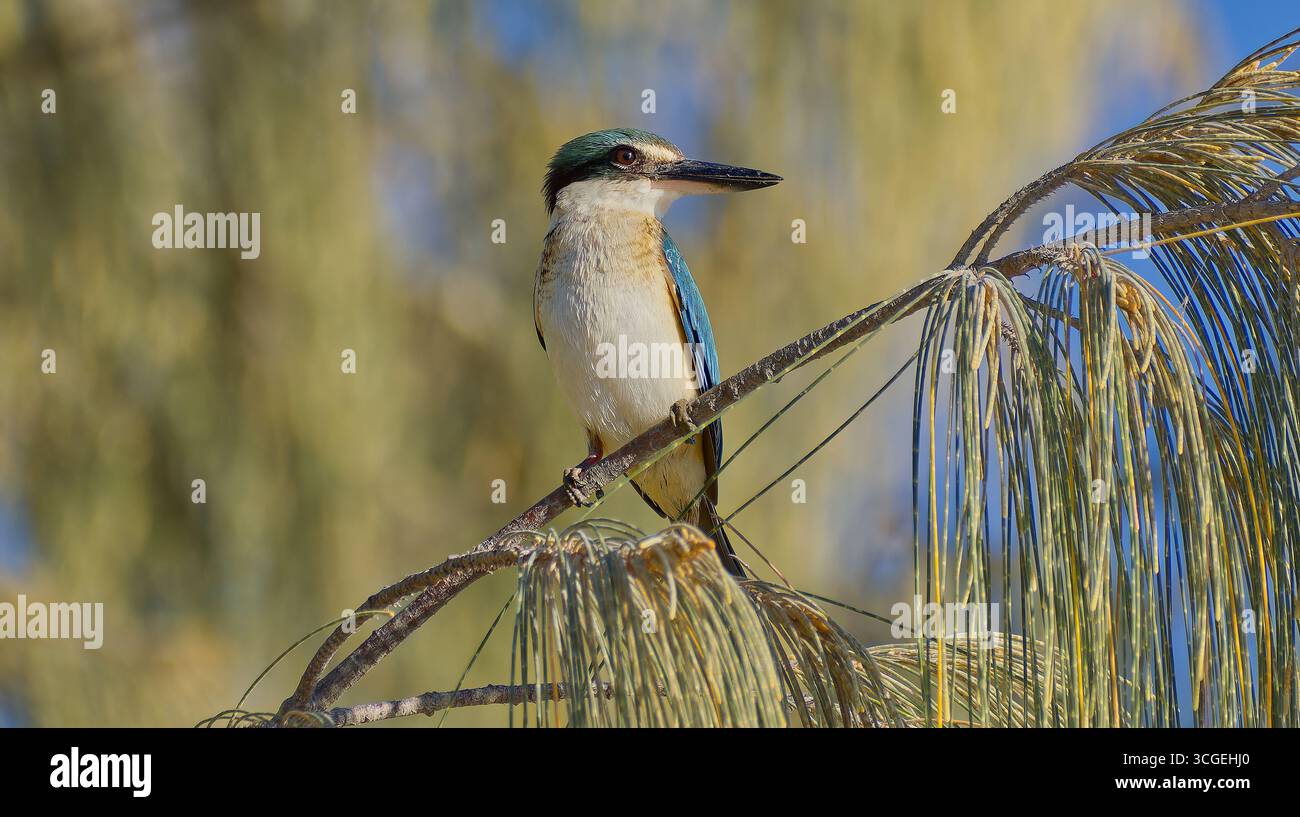 Heiliger eisvogel (Todiramphus sanctus), der auf Kasuarinazweig in der Morgensonne und am blauen Himmel an der Cainrs Esplanade am Ufer Queensland Australien thront Stockfoto