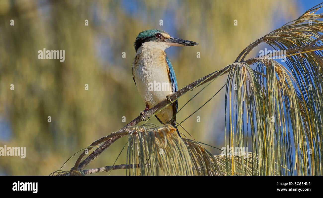 Heiliger eisvogel (Todiramphus sanctus), der auf Kasuarinazweig in der Morgensonne und am blauen Himmel an der Cainrs Esplanade am Ufer Queensland Australien thront Stockfoto