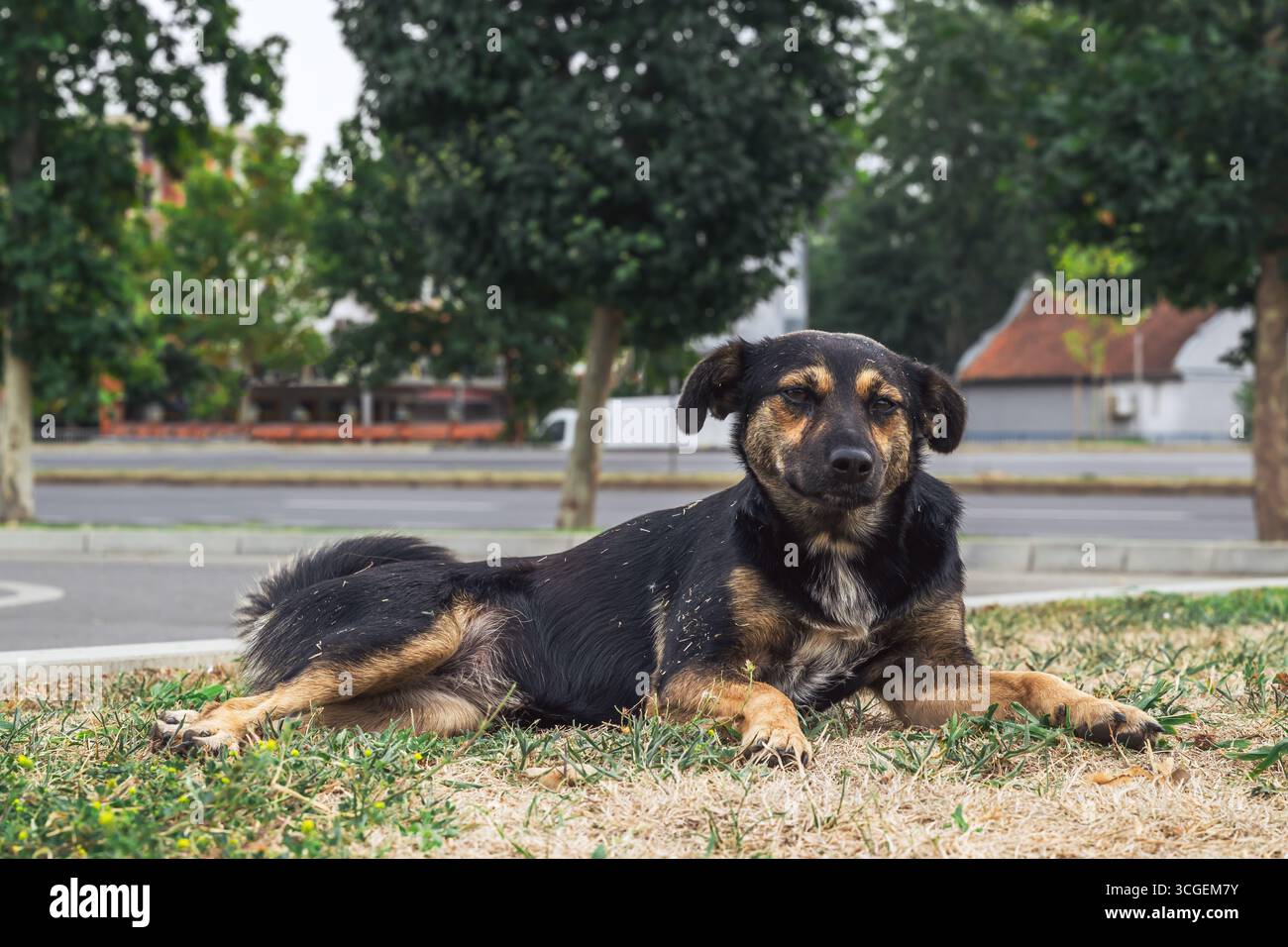 Streunender Hund auf trockenem Gras in der Nähe der Straße, symbolisiert Überleben, Widerstandsfähigkeit und Verletzlichkeit. Selektiver Fokus. Stockfoto