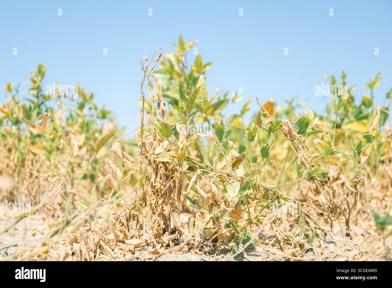 Niedrigwinkelansicht der in Reihen wachsenden Sojabohnenpflanzen unter klarem Sommerhimmel während der Trockenzeit. Selektiver Fokus. Stockfoto