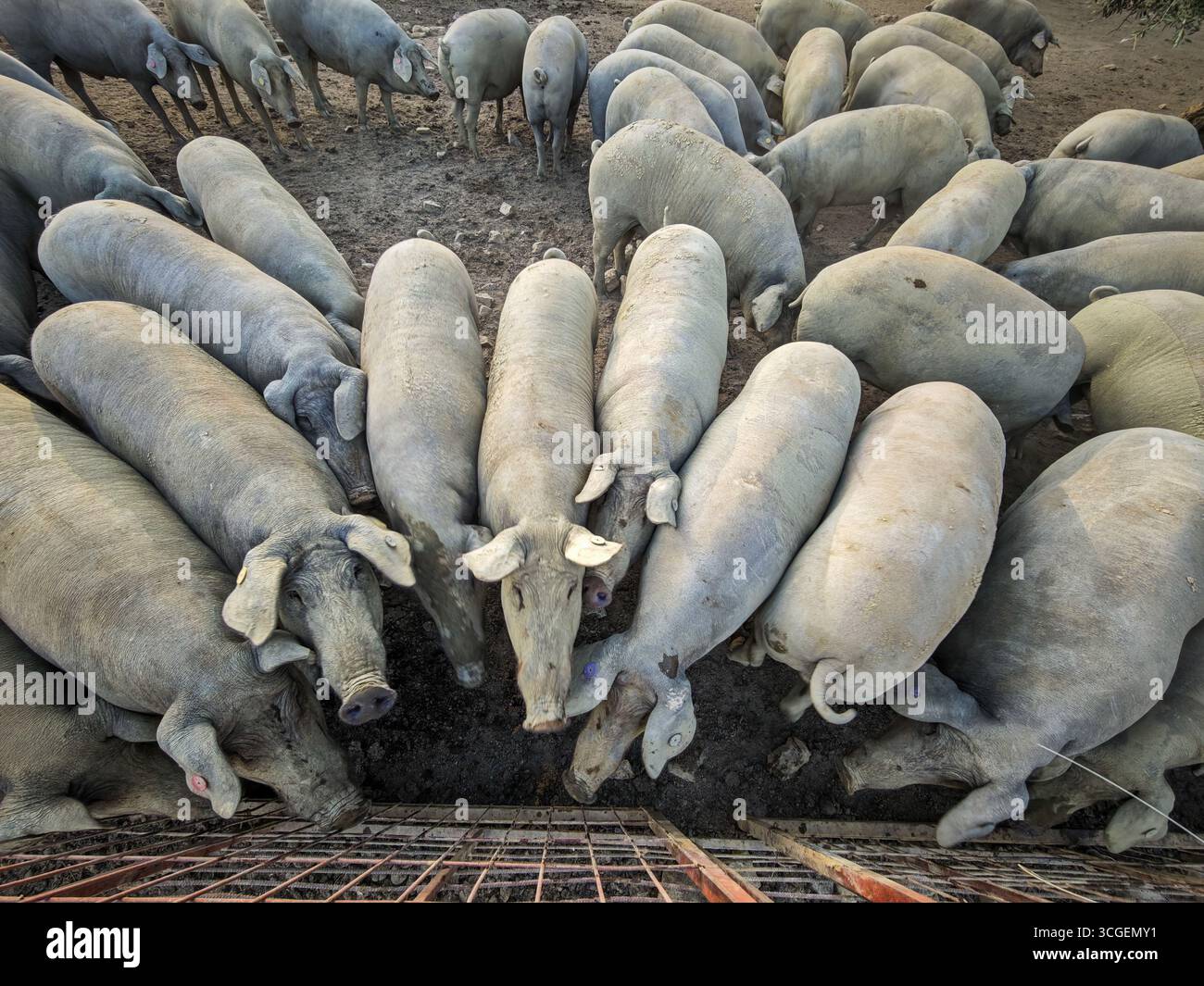 Eine Gruppe iberischer Schweine sammelt sich an einem Trog in einem staubigen Stall, was die traditionelle Landwirtschaft in der Dehesa von Extremadura hervorhebt. Stockfoto