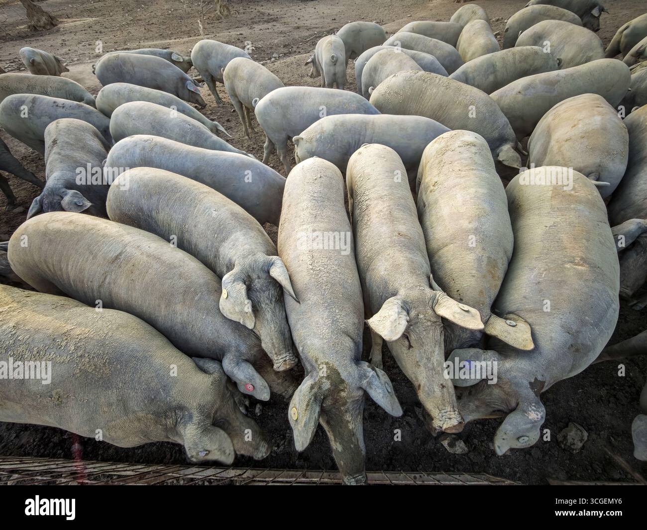 Eine Gruppe iberischer Schweine sammelt sich an einem Trog in einem staubigen Stall, was die traditionelle Landwirtschaft in der Dehesa von Extremadura hervorhebt. Stockfoto