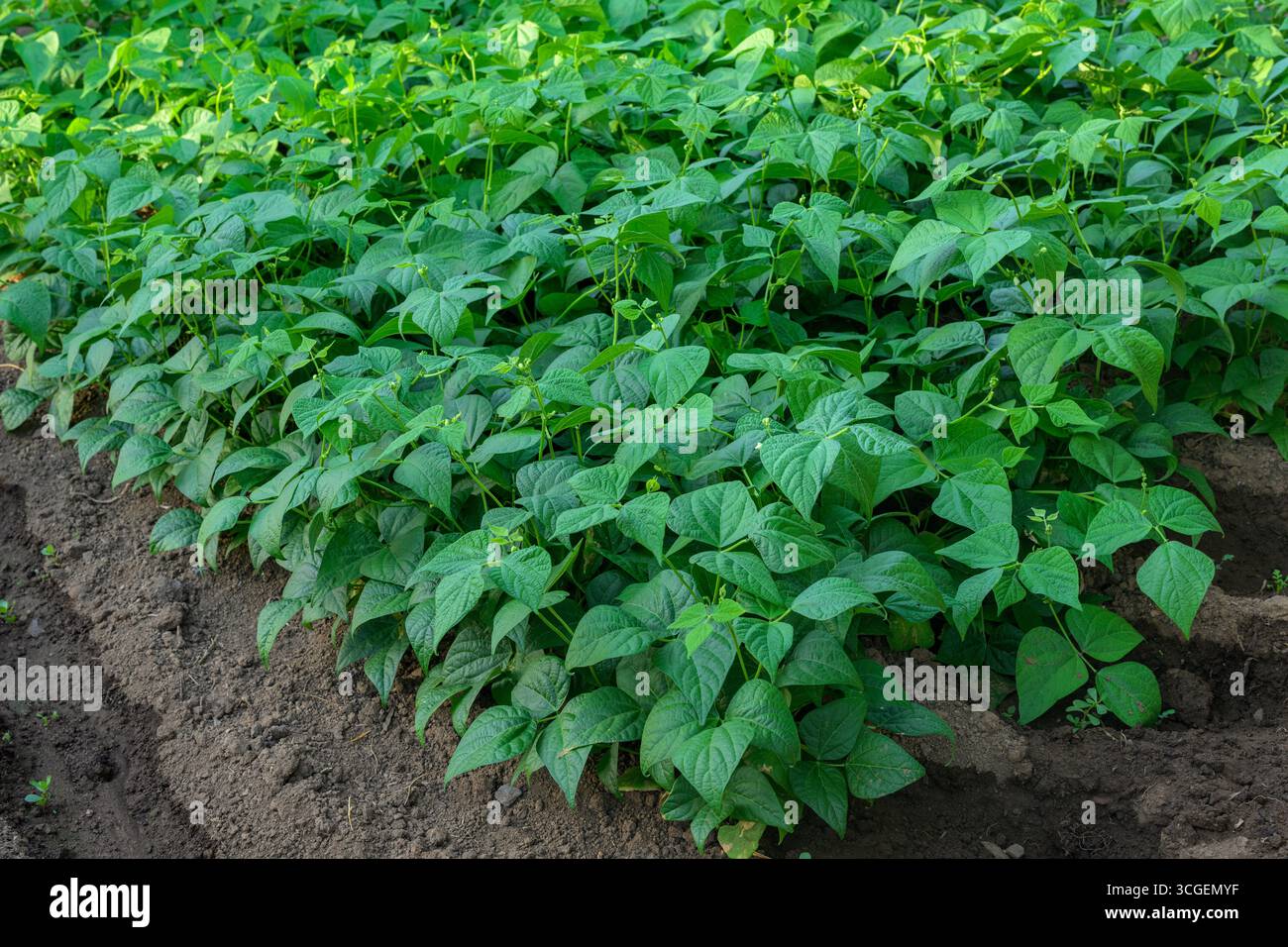 In Pallares, Badajoz, gedeihen lebendige grüne Bio-Bohnen, die den Boden bereichern und die lokale Ernährung in den Sommergärten der Extremadura unterstützen. Stockfoto