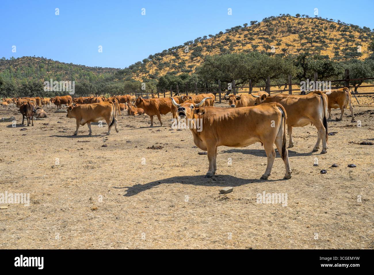 Auf einem sonnigen Bauernhof in Llerena, Extremadura, leben robuste Asturien-Rinder auf ausgedehnten Feldern und zeigen ihr natürliches Verhalten. Stockfoto