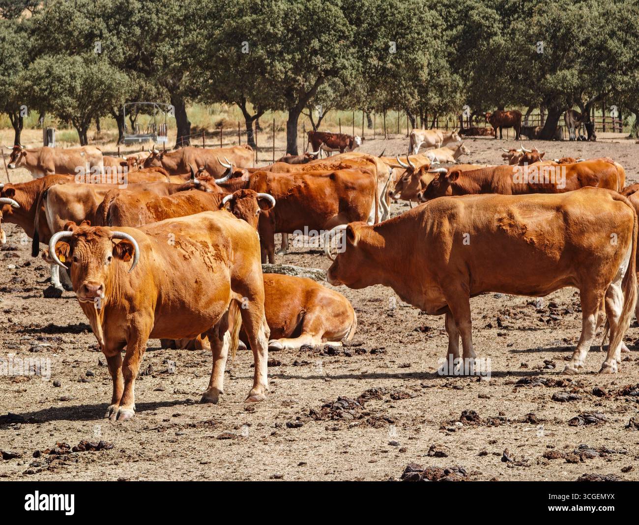 Auf einem sonnigen Bauernhof in Llerena, Extremadura, leben robuste Asturien-Rinder auf ausgedehnten Feldern und zeigen ihr natürliches Verhalten. Stockfoto