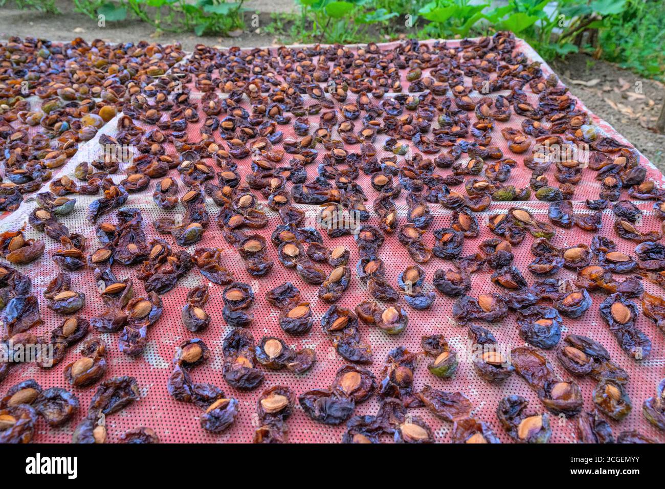 Bio-Pflaumen trocknen in Pallares, Badajoz, an der Sonne und verbessern ihre Süße durch einen natürlichen Prozess im warmen Klima der Extremadura. Stockfoto