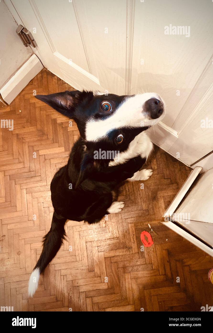 Junger Border Collie, der darauf wartet, nach draußen zu gehen, auf Viwer zu schauen - Smartphone-aufgenommenes Stockfoto