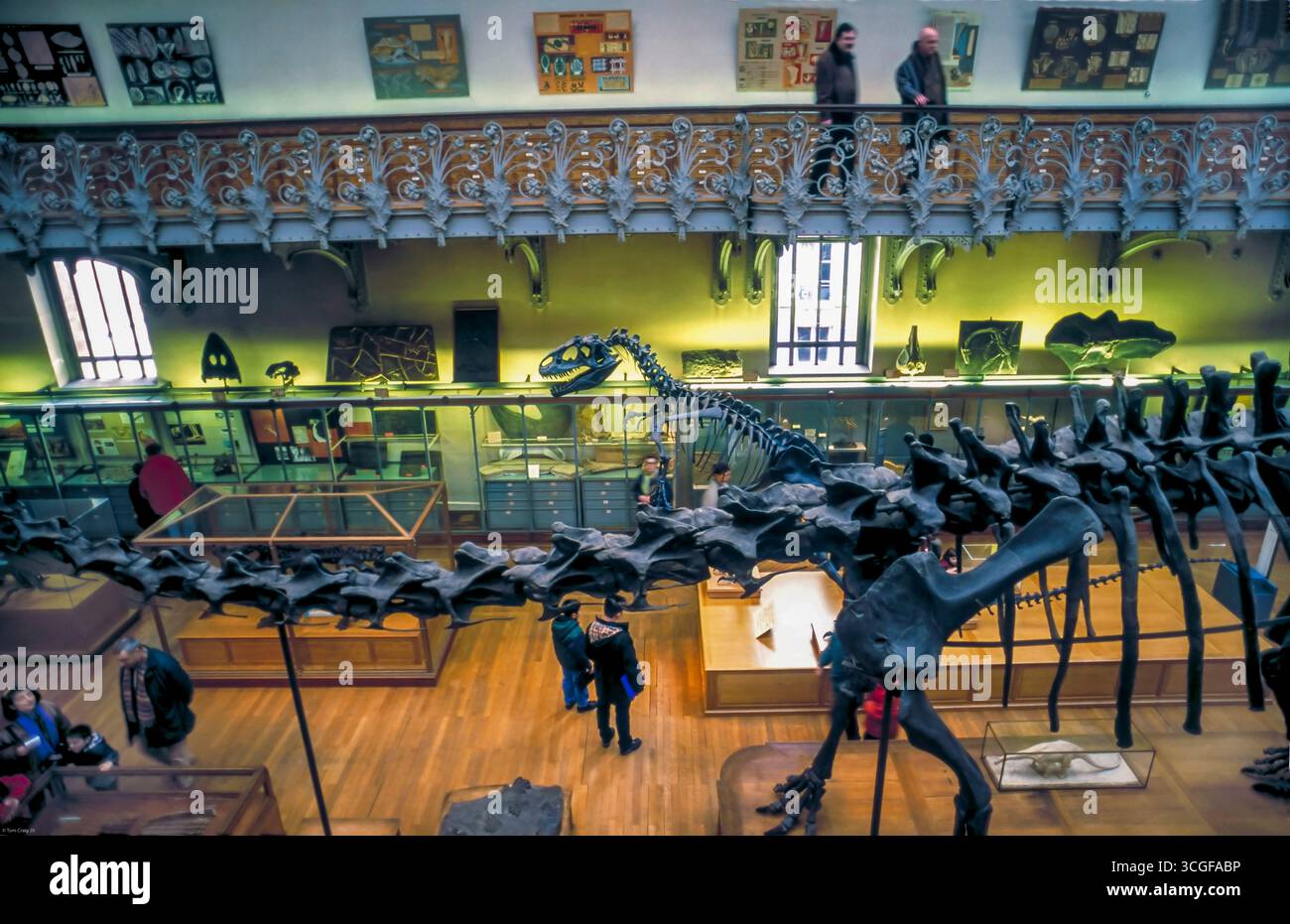Paris, Frankreich, Touristen besuchen Dinosaurierskelette, Ausstellung im Naturkundemuseum - Galerie Paleontologie 'Musee de l'Histoire Naturelle', Stockfoto