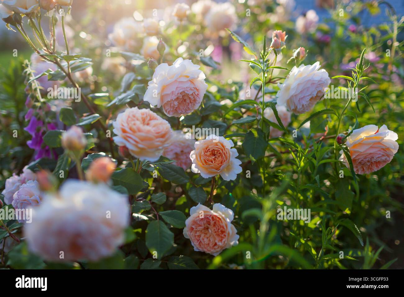 Crown Princess Margareta Kletterrose von Austin blüht mit doppelten orangen Blüten im Sommergarten bei Sonnenuntergang. Die englische Rose wächst mit Fuchshandschuhen Stockfoto