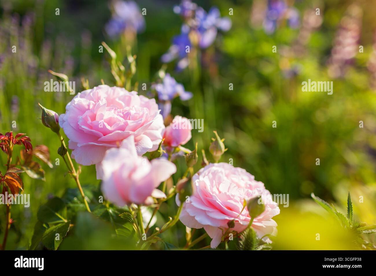 Strawberry Hill Kletterrose von Austin blüht mit doppelten nostalgischen rosa Blüten. Nahaufnahme der englischen Rose, die im Sommergarten wächst. Leerraum Stockfoto