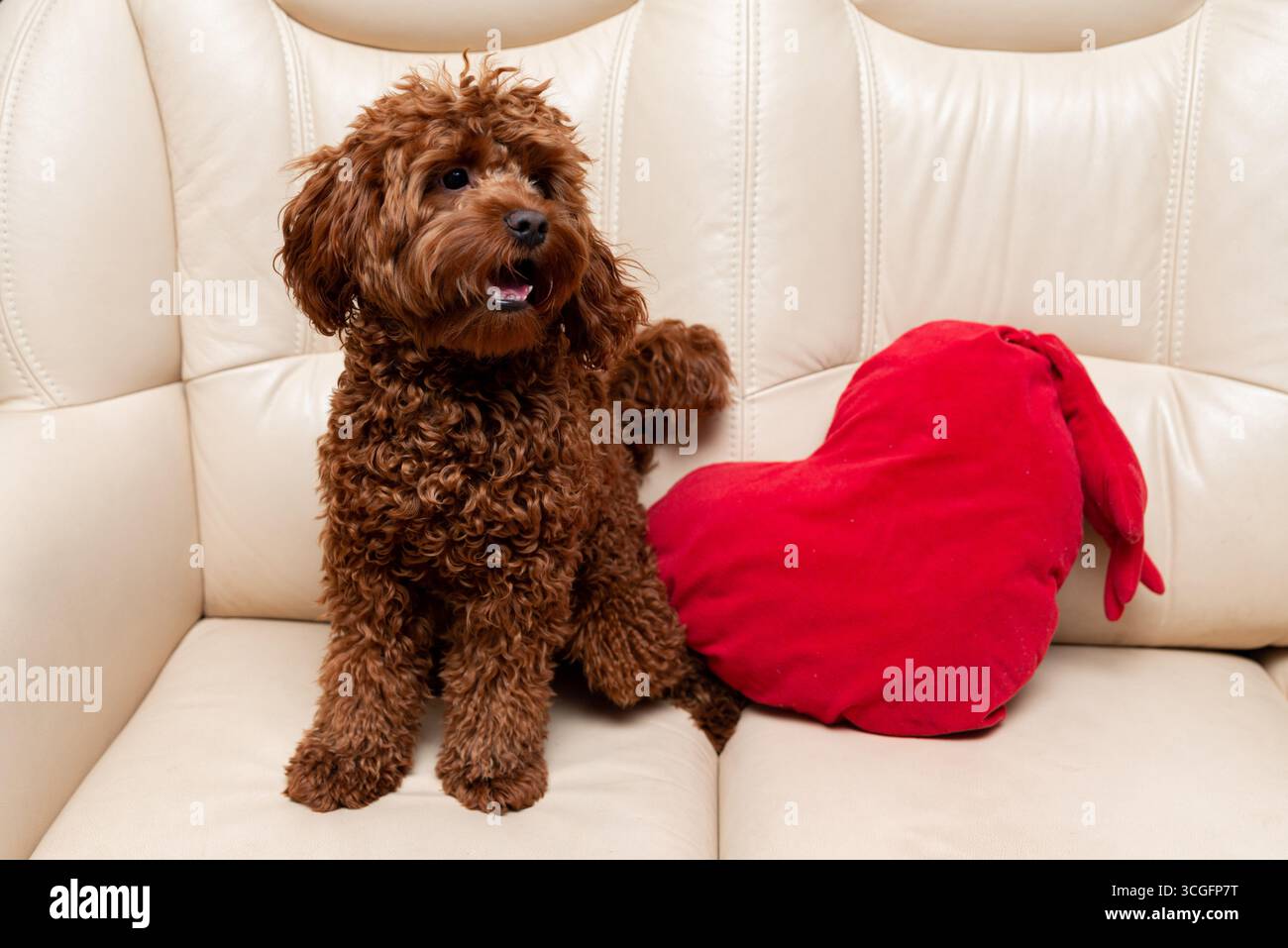 Ein süßer brauner, lockiger Hund sitzt spielerisch auf einer cremefarbenen Couch neben einem roten Herzkissen. Ideal für Themen wie Liebe, Gesellschaft und W Stockfoto