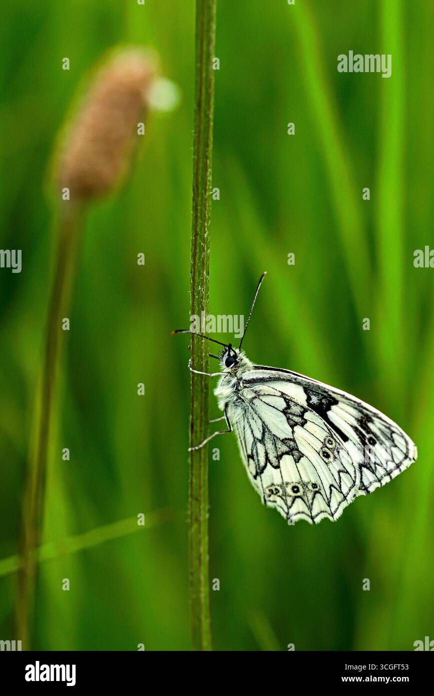 Schachbrettfalter oberhalb Güntersleben an einem Wegesrand mit viel naturnaher Vegetation Stockfoto