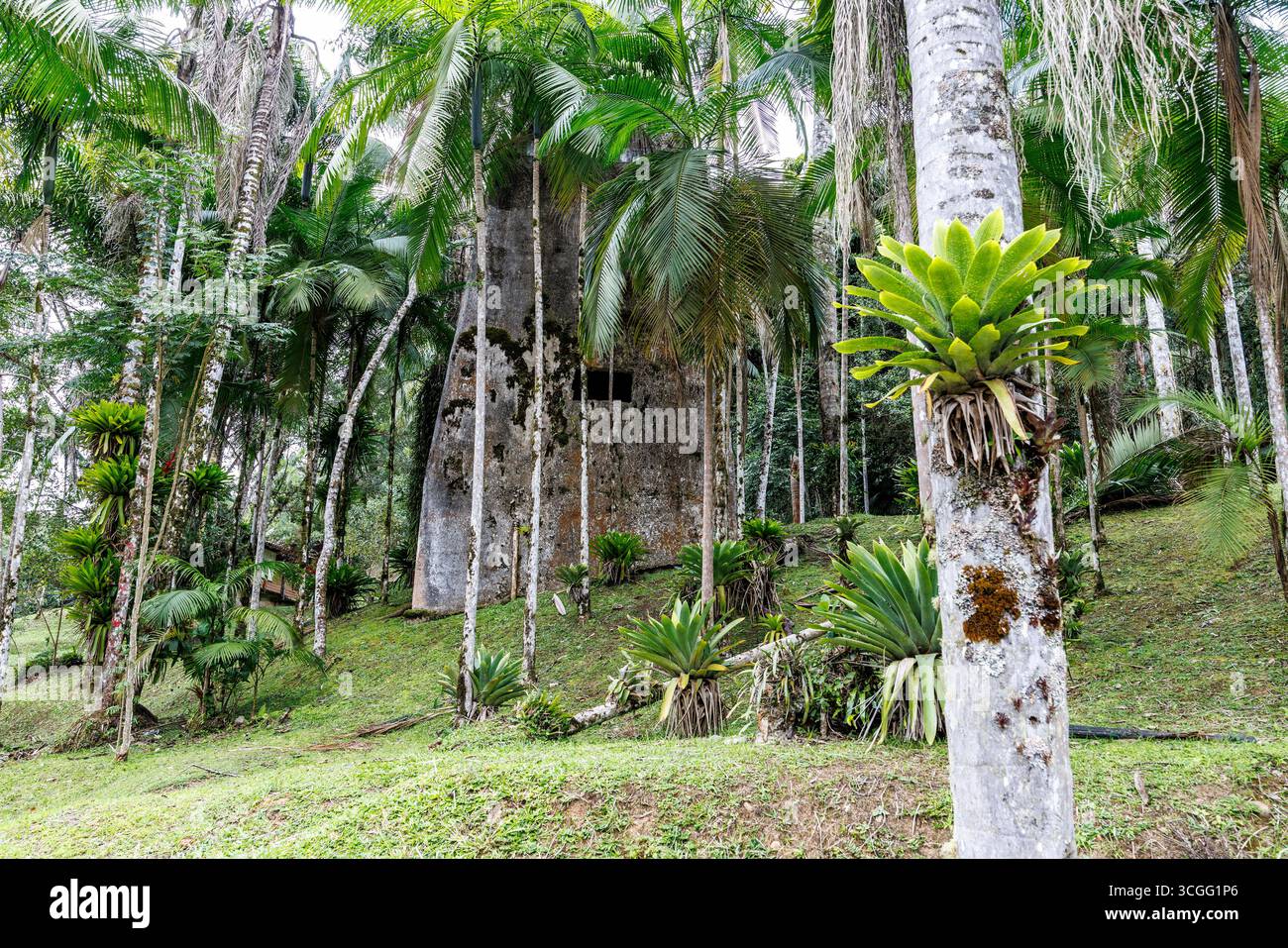 Bromelie, Luftwerk, im Caverna do Diabo State Park, São Paulo, Brasilien Stockfoto
