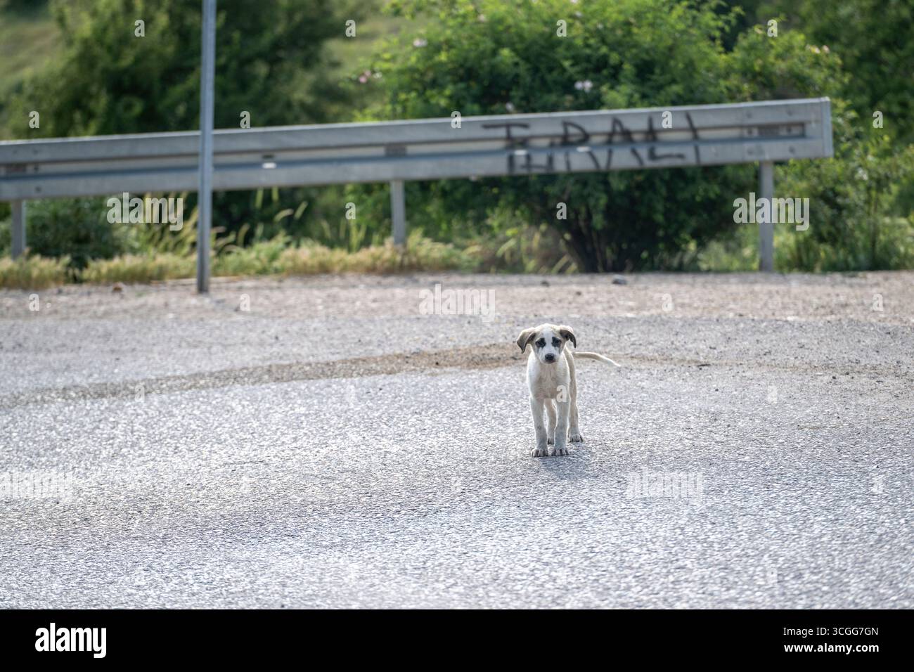 Ein freundlicher, obdachloser, verzweifelter Welpe wollte spielen und aus seinem Leben am Straßenrand in der ländlichen Türkei gerettet werden Stockfoto